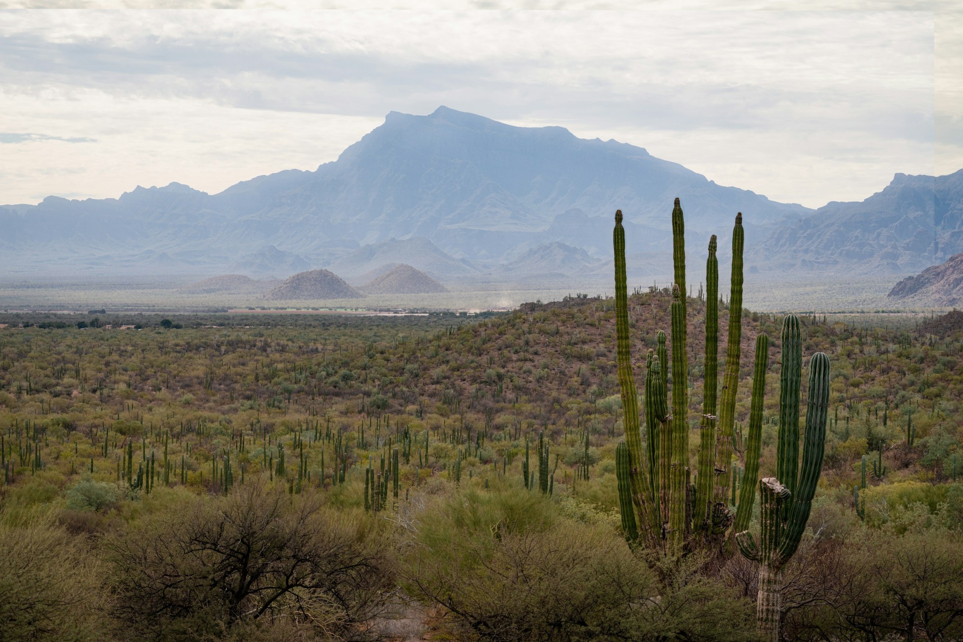 Forested ridges of Michoacán, Mexico, looking toward distant volcanoes.